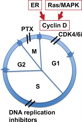 Rationale for combination of paclitaxel and CDK4/6 inhibitor in ovarian cancer therapy — non-mitotic mechanisms of paclitaxel